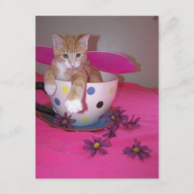 Kittens Teacup