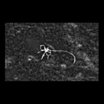 The Thing On The Moon