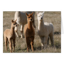 The Three Amigos, Alpaca-Style Card