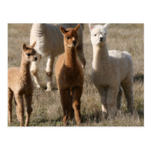 The Three Amigos, Alpaca-Style Post Card