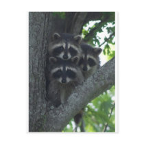 The Three Amigos Postcard