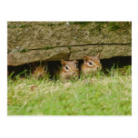the three amigos postcard