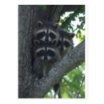 The Three Amigos Postcard