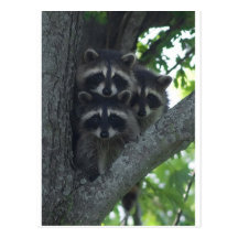 The Three Amigos Postcard