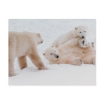 The Three Bears Postcard