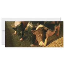 The Three Little Pigs Rack Card