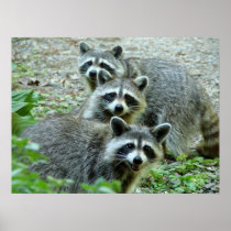 The Three Raccoon Posters