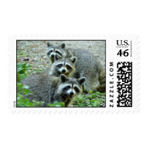The Three Raccoons Postage Stamps