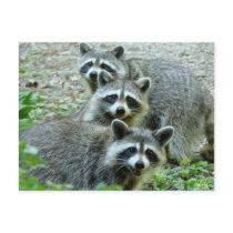 The Three Raccoons Postcards