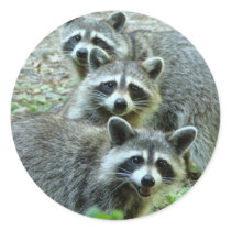 The Three Raccoons Stickers