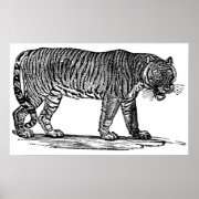 The Tiger print