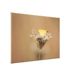The Tiny One Butterfly Photography Art Canvas Prints