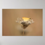 The Tiny One Butterfly Photography posters