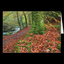 The Torrent Walk - Dolgellau cards