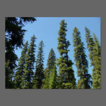 the Towering Forest posters