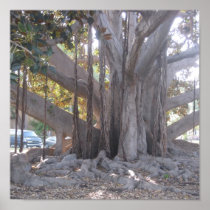 the tree canvas IMG_6237 Posters