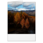The tree growth in the Tibet Plateau Cards