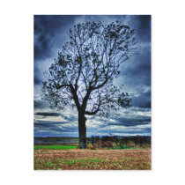 The Tree HDR postcard postcards