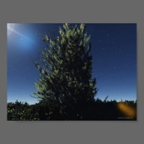 The Tree