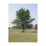 The tree stands alone postcards