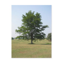 The tree stands alone postcards by iiiyaaa The tree stands alone postcards