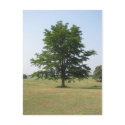 The tree stands alone postcards