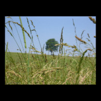The Tree through the Grass posters
