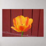 The Tulip Poster