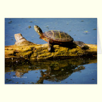 The turtle cards