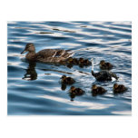 The ugly duckling postcard