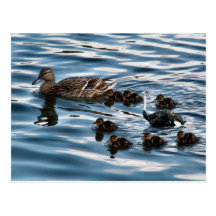 The ugly duckling postcard