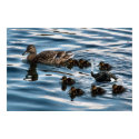 The ugly duckling posters