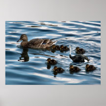 The ugly duckling poster