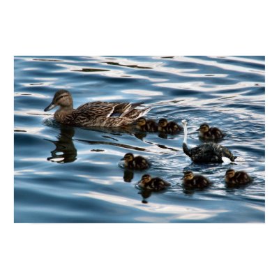 The ugly duckling Poster by Junglegeorge