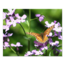The Variegated One Butterfly Photography