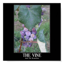 The Vine posters by Butterfly2008 The Vine posters