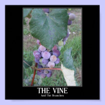 The Vine posters