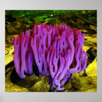 The Violet Coral Fungus Clavaria Zollingeri Print