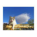 "The Visitor" La-Licious Taylor postcards by Congress_Arizona "The Visitor" La-Licious Taylor postcards