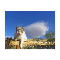 "The Visitor" La-Licious Taylor postcards