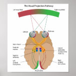 The visual projection pathway Poster