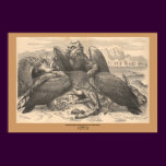 The Vultures