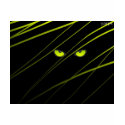 The Watcher by yarps t-shirts by yarpso The Watcher by yarps t-shirts