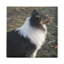 The Watchful Collie magnets