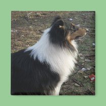 The Watchful Collie magnets