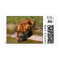 The Water Hole postage