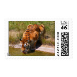 The Water Hole postage