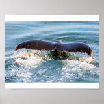 The Waving Tail of the Humpback Whale Print