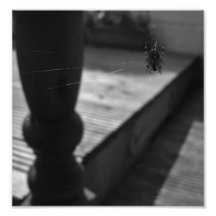 The Webs We Weave. Photographic Print