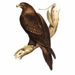 The Wedge Tailed Eagle. A Magnificent Bird of Prey Cut Outs